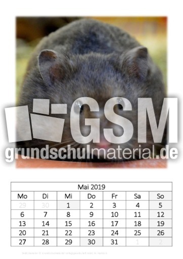 Mai_Teddyhamster.pdf